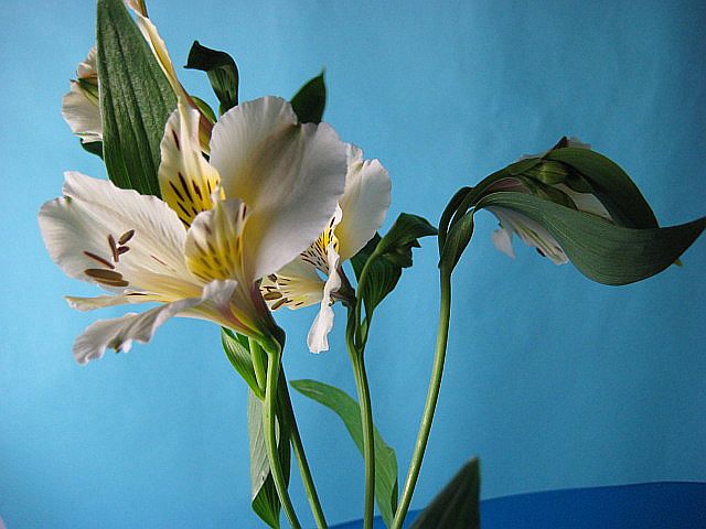 楽天市場 全品ポイント5倍 5 15 18 00 23 59限定 アルストロメリア オルガ白など 5本 切花 生け花 花材 プリティ マーメイド