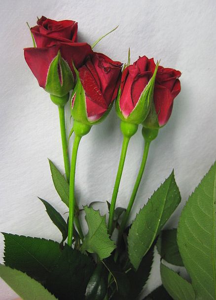 楽天市場】切り花 スプレーミニバラ ピンク（リディアなど）5本 切花