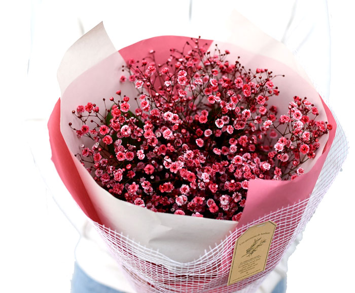 かすみ草 カスミソウ 花束 花 誕生日 結婚 ウエディング 祝い プレゼント 父の日 ギフト プレゼント 結婚祝い お礼 花束 赤いかすみ草 チェリー レッド 生花ドライフラワーにも 送料無料 Schwimmbad Delphine De