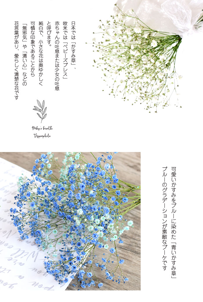 無料ダウンロード花 かすみ 草 最高の花の画像