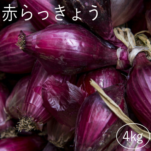 赤らっきょう４kg　鹿児島県産　ラッキョウ　生らっきょう　砂付き　砂丘らっきょう※砂除去サービスは終了致しました。