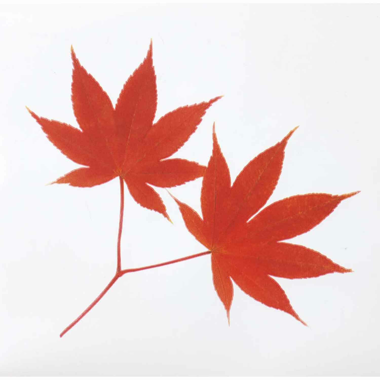 ミリオンフィルムシート（１０００枚入）紅葉