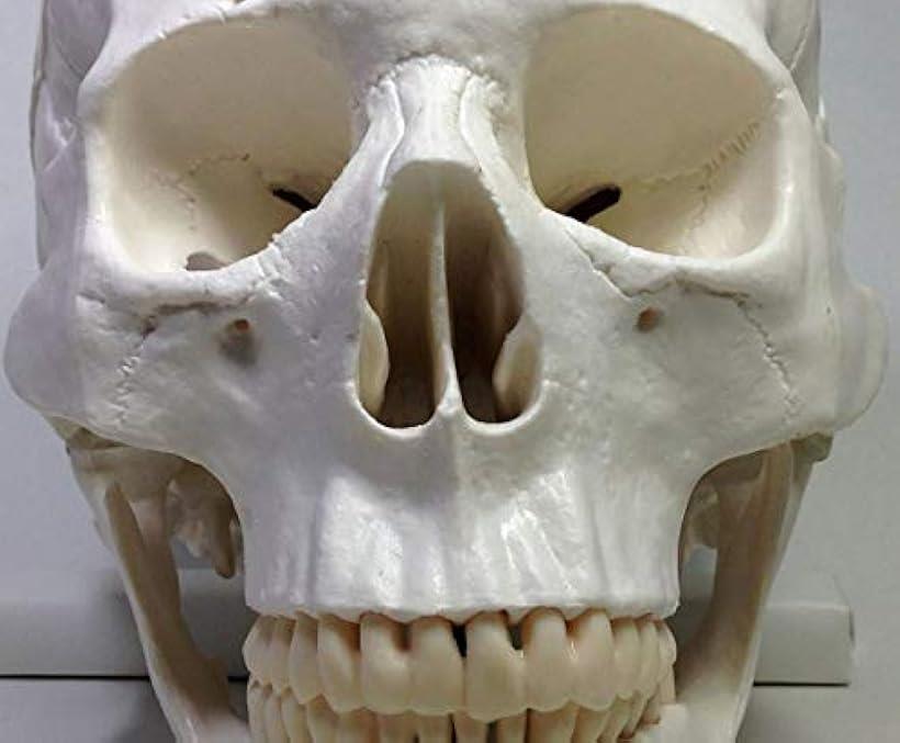 楽天市場 実物大 超精密 頭蓋骨 模型 可動 タイプ 歯科 耳鼻科 眼科 学校教材用 頭部 プロップ 骸骨 髑髏 ドクロ スカル ガイコツ ホワイト M Ohstore