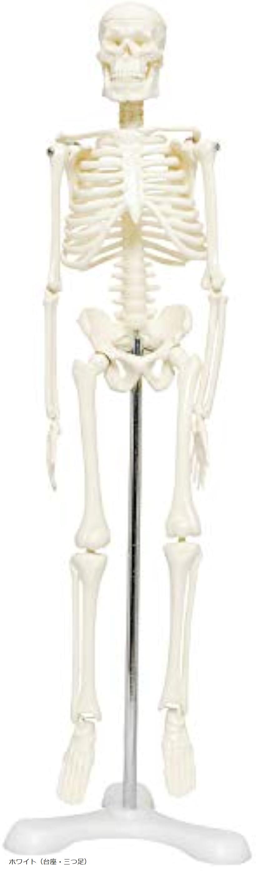 新品未使用品・人体骨格模型 180cm Amazon.co.jp: 骨格標本 等身大 180cm/85cm 骨格模型キット 人体