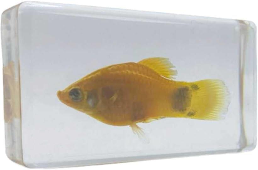 楽天市場】プラティ 標本 魚 透明標本 観察 自由研究 熱帯魚 メダカ