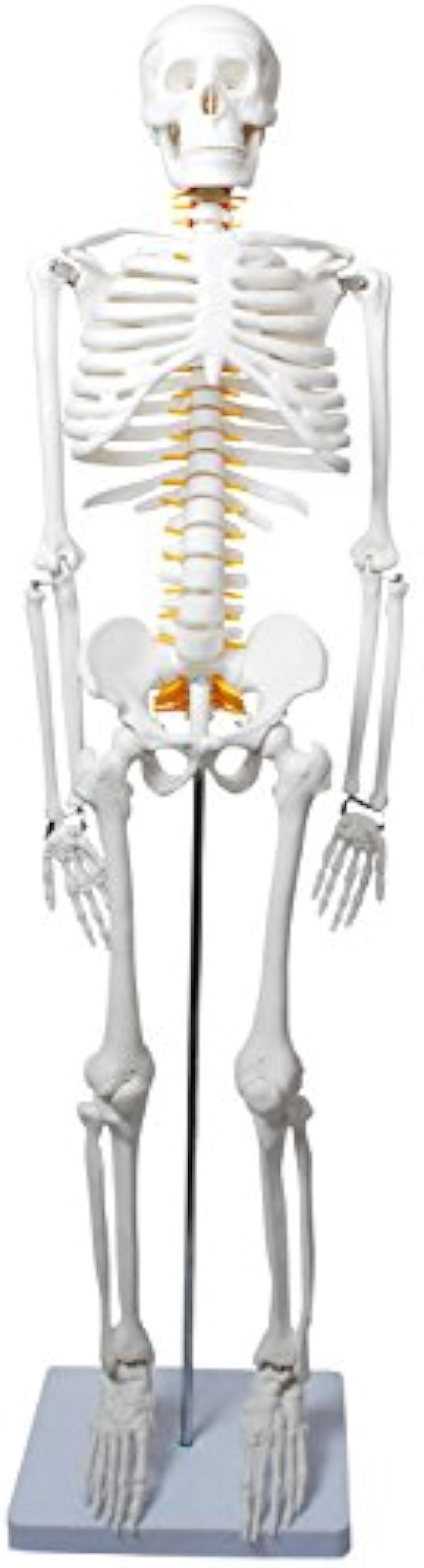最安値挑戦 人体骨格模型 骨格標本 稼動 直立 スタンド 教材 85cm 1 2 モデル ホワイト 台座 四角 ホワイト 台座 四角 50 Off Feuerwehr Polling At