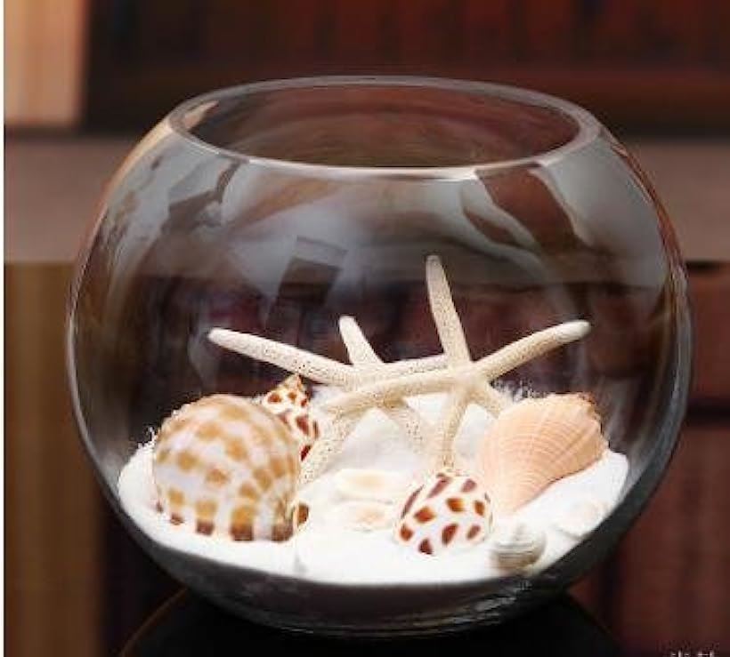 楽天市場 ガラス 花瓶 テラリウム 観葉植物 インテリア アクアリウム 金魚鉢 にも １８ｃｍ Ohstore