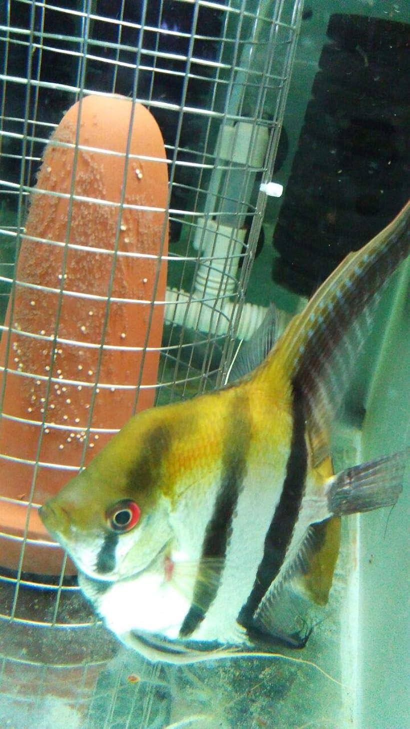 楽天市場 ディスカス 熱帯魚 産卵 筒 ネット 陶器 繁殖 水槽 15cm 15cm Ohstore