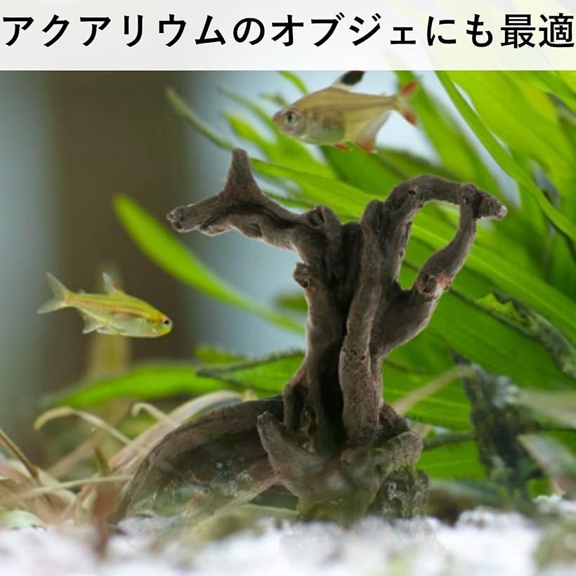 市場 ランキング1位入賞 アクアリウム テラリウム 流木 爬虫類 水槽 隠れ家 登り木 市場 ランキング1位入賞 アクアリウム テラリウム 流木 爬虫類 水槽 隠れ家 登り木