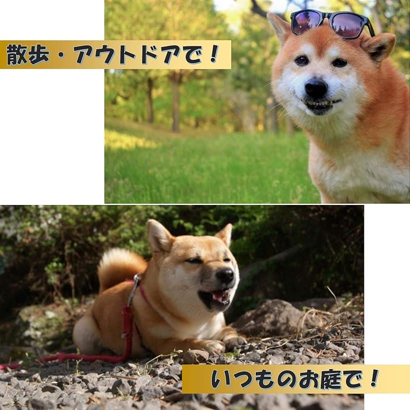 楽天市場 アンカー 係留ステッキ ドッグポール リード ロープ 犬 ペット ハーネス 金属 ワイヤーロープ Ohstore