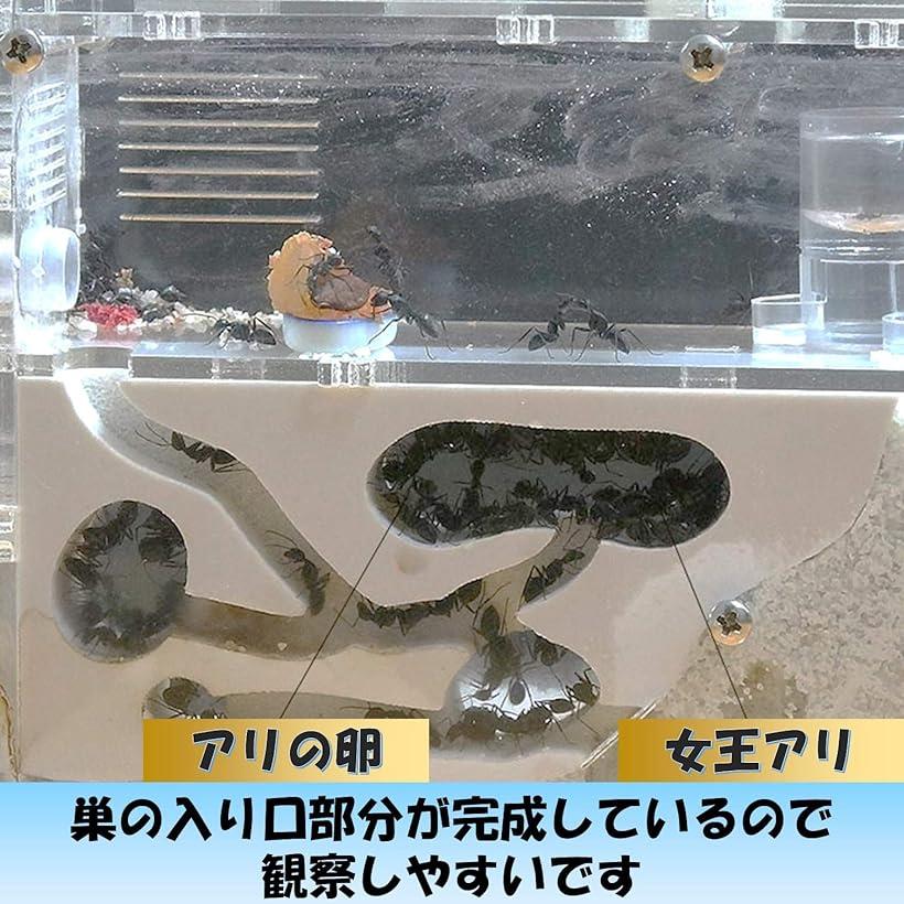 楽天市場 アリの巣観察キット 自由研究 昆虫採集セット 飼育ケース アリ飼育キット 水槽 砂なし Ohstore