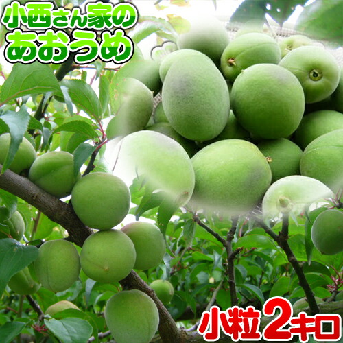 静岡県産　小梅　10キロ　青梅　13日〜15日収穫発送予定。 お得な訳あり品】静岡県産 小梅 約3kg：静岡県産のその他梅