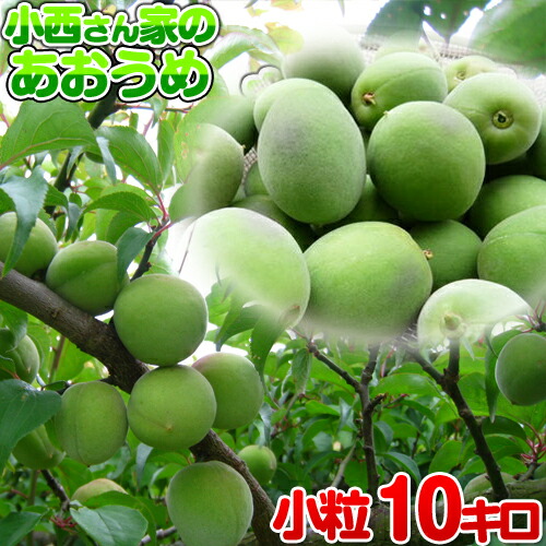 はな様　訳あり　5キロ　徳島神山産　青梅 suzunari_namaume5