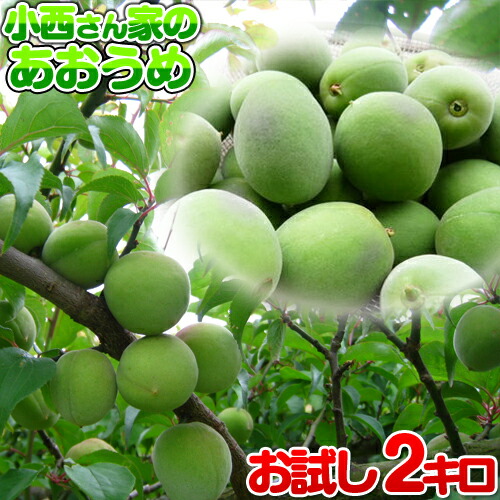 楽天市場】冷凍梅(生梅・青梅)品種＝露茜（つゆあかね）1キロ