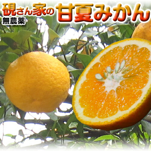 楽天市場 柑橘 ちょっと訳あり 2個購入で送料無料 温州みかん 硯さん家の甘夏 夏みかん 2kg和歌山県産 自然の恵み甘夏みかん栽培期間中農薬不使用みかん 産地直送 夏ミカン 美味シティ