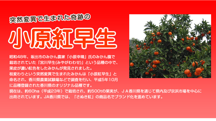 楽天市場 紅いみかん 小原紅早生さぬき紅 2 5ｋ送料無料 香川県産 おいでまいや