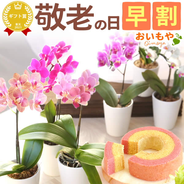 楽天市場 まだ間に合う 母の日 プレゼント 花 ギフト 鉢植え カルミア鉢植え 5号鉢植え 特典付き Fleur Town 吉本花城園