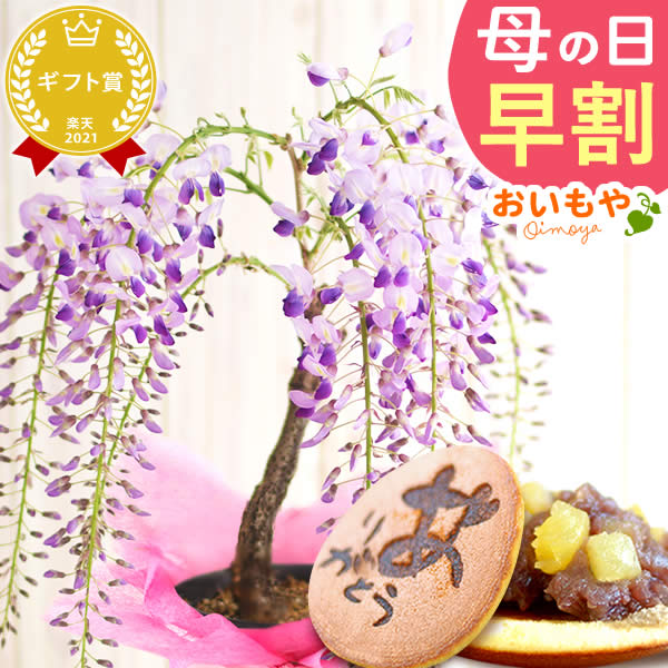 ＼ポイント3倍★今の早割4/18まで／ 母の日 プレゼント 早割 2026 花 生花 藤 フジ ふじ 藤の花 盆栽 bonsai 盆栽鉢 ミニ盆栽 どらやき どら焼き かわいい 豪華 ギフト 送料無料 スイーツ お菓子 和菓子 おいもや