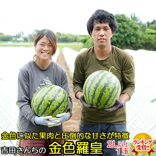 吉田さんちの金色羅皇2L以上１玉 送料無料 黄色 大玉 甘い ギフト すいか 西瓜 フルーツ 茨城 お取寄せ watermelon
