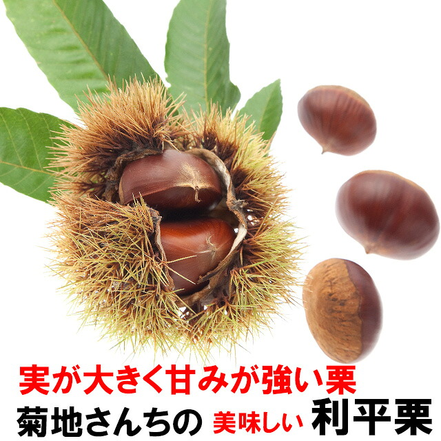 【楽天市場】栗 茨城県 生栗 くり クリ 送料無料 菊地さんちの 無燻蒸 利平 栗 5kg箱 ギフト 贈り物 通販 取り寄せ 産地直送 ...