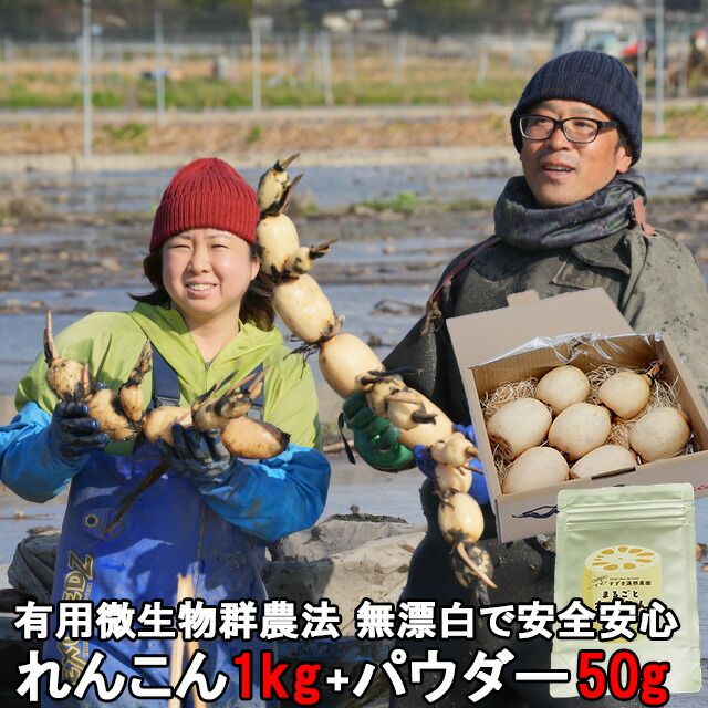楽天市場】れんこん レンコン 約1kg 茨城 土浦 霞ヶ浦 レンコン