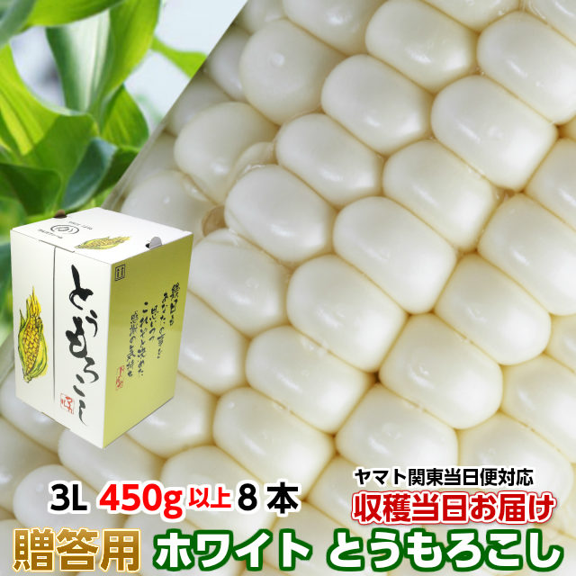 送料無料 ギフト とうもろこし 甘い トウモロコシ 白いおおもの 約3.6kg 3L 450g以上 8本 茨城県 産直 朝採り 朝どれ 当日出荷 お取り寄せ corn
