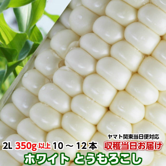 送料無料 とうもろこし 甘い トウモロコシ 白いおおもの 4kg箱 2L 350g以上 10～12本 茨城県 産直 朝採り 朝どれ 当日出荷 お取り寄せ corn