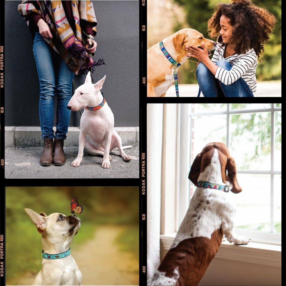 楽天市場 犬用 首輪 痛くない ワンタッチバックル アップカントリー ポップハート 可愛い おしゃれ Up Country デザイン豊富 T Xs S M L Xl 小型犬 中型犬 大型犬 カラフル ハート 可愛い かわいい キュート ハッピー オジコペット