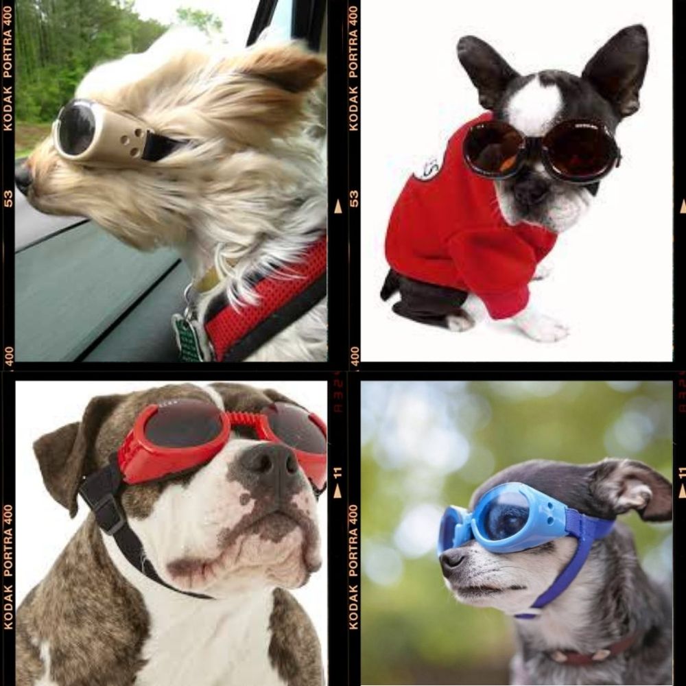 楽天市場 Doggles ドグルズ Ils 犬用 サングラス ゴーグル レオパード グリーンミラーレンズ 紫外線カット 車酔い 目の保護 小型犬 中型 犬 大型犬 オジコペット