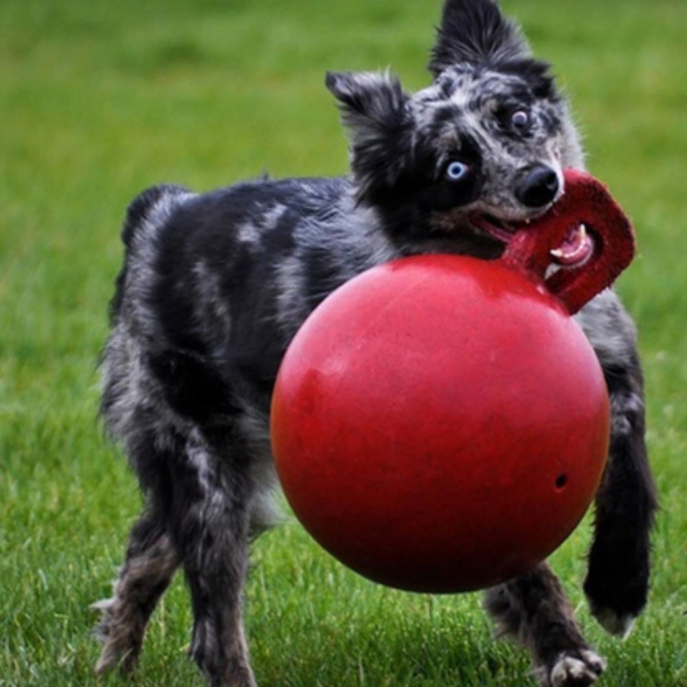 楽天市場 犬用 ボール ジョリーボール タグアンドトス もってこい 弾む 水に浮く 壊れない パンク知らず おもちゃ ジョリーペット 丈夫 弾む 壊れない 頑丈 丈夫 噛むおもちゃ 人気 送料無料 Tug Toss タグ トス M 15cm オジコペット