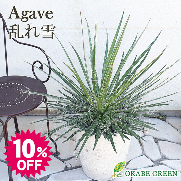 楽天市場】観葉植物 大型 屋外 ユッカ ロストラータ 11号鉢 【現品