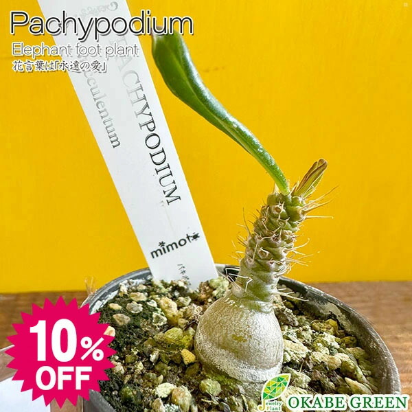 楽天市場】パキポディウム サキュレンタム 塊根植物 おしゃれな寄せ