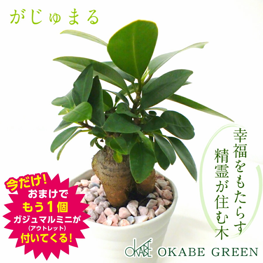 楽天市場】観葉植物 マドカズラ 4号 白プラスチック鉢 受皿付