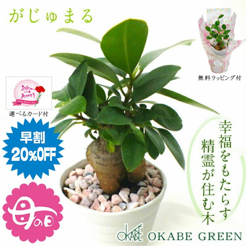 楽天市場】【店内全品5%OFFクーポン発行中】 観葉植物 ハイドロ 楽天市場】【店内全品5%OFFクーポン発行中】 観葉植物 ハイドロ