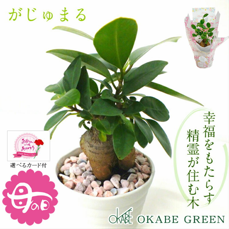 楽天市場】【店内全品ポイント2倍】 母の日 鉢植え ギフト