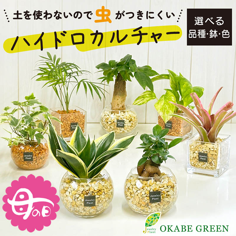楽天市場】【30日限定ポイント合計6倍】 観葉植物 大型 屋外 楽天市場】【30日限定ポイント合計6倍】 観葉植物 大型 屋外