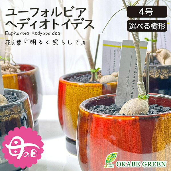 【母の日早割店内全品5％OFF】 観葉植物 ユーフォルビア ヘディオトイデス 選べる樹形 【現品】 ラッピング無料 4号 選べる陶器鉢 ソーサー付 黒マットデコジャリ付 塊根植物 レア 希少品種 鉢植え お祝い 誕生日 お歳暮 ギフト プレゼント 御祝 贈り物