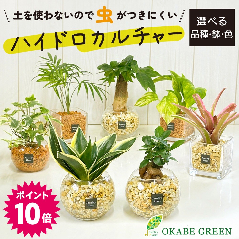 楽天市場】【1日限定ポイント合計5倍】 母の日 鉢植え ギフト 楽天市場】【1日限定ポイント合計5倍】 母の日 鉢植え ギフト