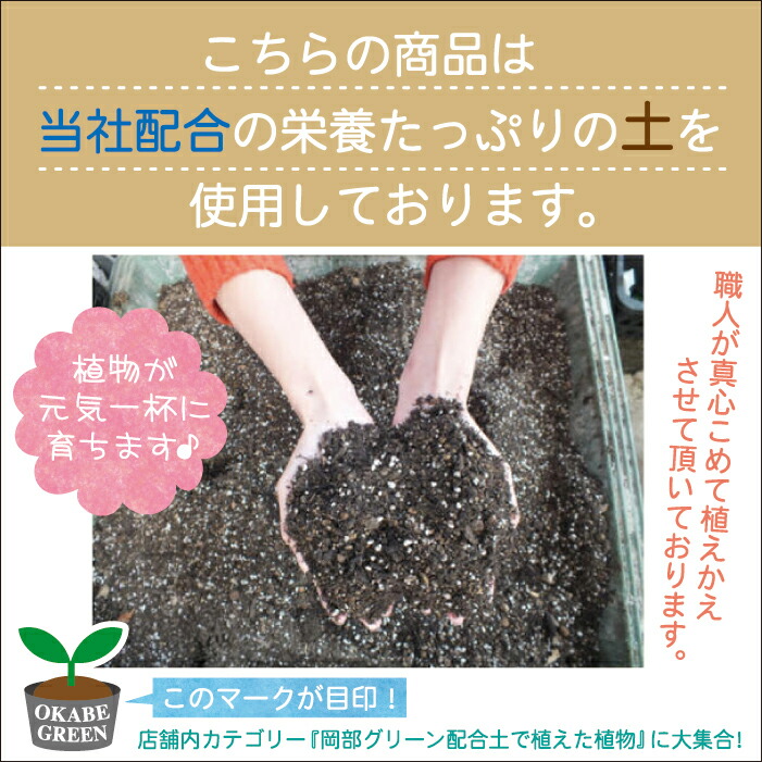 ウンベラータ ８号 ウンベラータ 陶器鉢 観葉植物 自社配合土で植え替え ヤシチップ付き 引越し祝 観葉植物 おしゃれ花 ガーデン Diy おしゃれ 鉢植え おしゃれ 送料無料 お祝い ヤシチップ付き 花 観葉植物 お祝い 受皿付 誕生日プレゼント 開店祝 引越し祝 新築祝