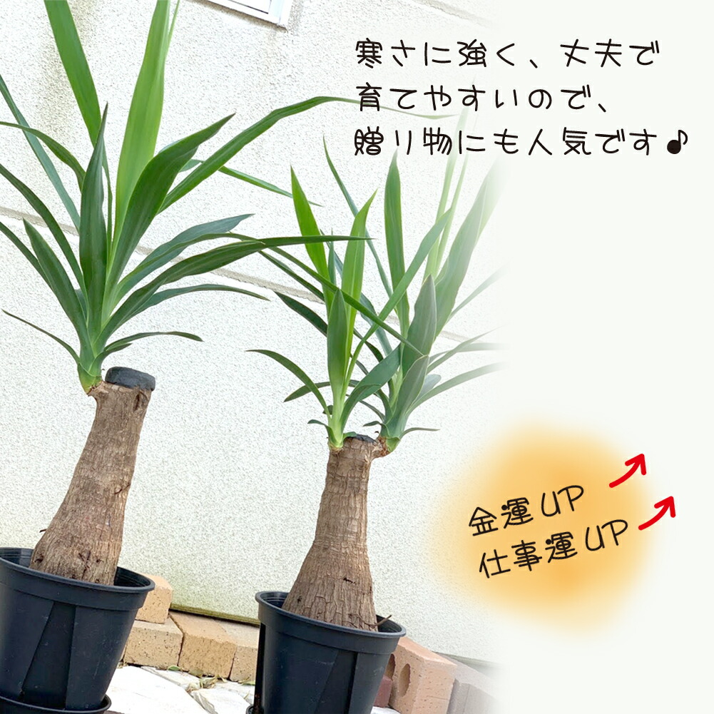 楽天市場 ユッカ マヤツリー 6号 黒プラスチック鉢 観葉植物 母の日 父の日 ギフト おしゃれ 鉢植え お祝い 開店祝い 引越祝い 新築祝い 人気 インテリア ディスプレイ 受け皿付 送料無料 岡部グリーン有限会社