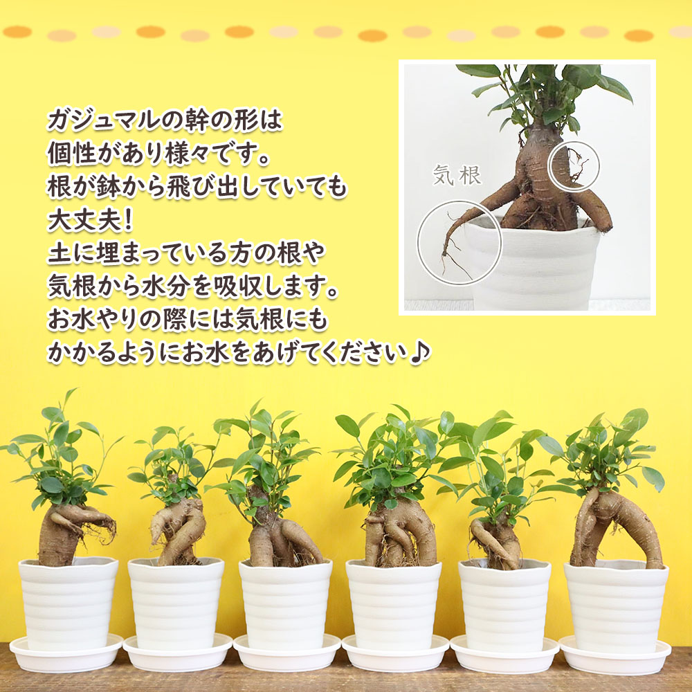 1日限定ポイント合計5倍】 観葉植物 ガジュマル フィカス 白セラアート