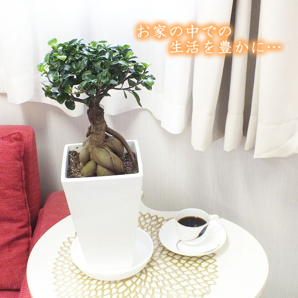 ガジュマル 6号 スクエアプラ鉢 受皿付 観葉植物 母の日 父の日 ギフト おしゃれ 花言葉 多幸の木 がじゅまる 開店祝い 新築祝い お祝い 御中元 プレゼント Maisons Coudrelle Fr