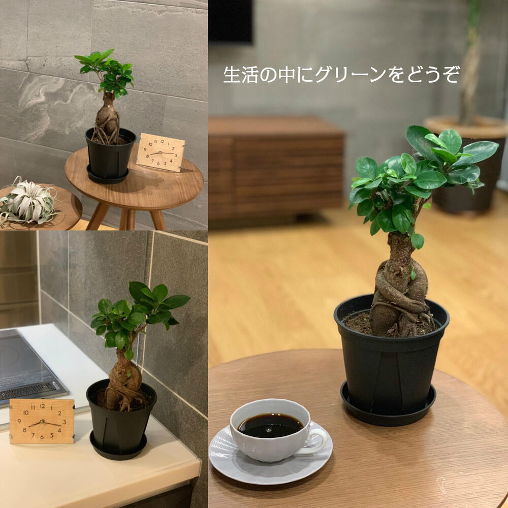 ガジュマル 5号 黒プラスチック鉢 鉢植え 観葉植物 母の日 父の日 ギフト おしゃれ 花言葉 多幸の木 がじゅまる 開店祝い 新築祝い お祝い Letempslev K7a Com