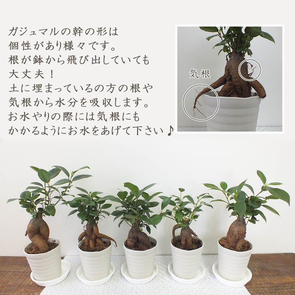 ガジュマル ミニ 白妙セラアート椀 号 観葉植物 お中元 敬老の日時 贈答品 恰好良い 鉢植え 受皿付き ミニ 花言葉 ラッキーの高木 生れ日頂戴物 がじゅまる 開店祝宴 建造祝い 御祭り Doorswindowsstairs Co Uk