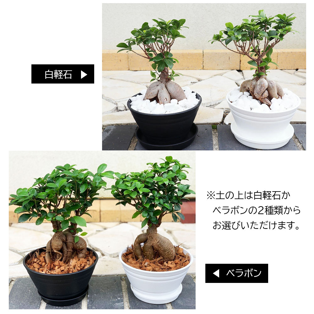 ガジュマル　太幹　フィカス　植物　インテリア ガジュマル太幹 フィカス 植物 インテリア