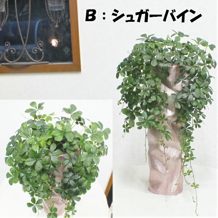 パキラ シュガーバイン モンステラ ストレリチア シャンパンピンクの綺麗な陶器 観葉植物 母の日 父の日 ギフト おしゃれ 鉢植え お祝い 誕生日 開店祝い 引越祝いインテリア 送料無料 自社配合土で植え替え Korkmazmauritius Com