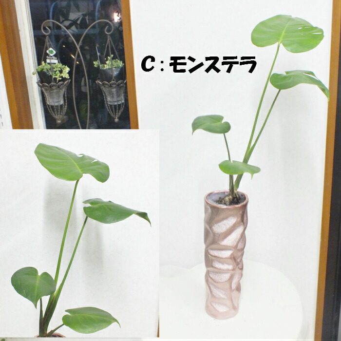 パキラ シュガーバイン モンステラ ストレリチア シャンパンピンクの綺麗な陶器 観葉植物 母の日 父の日 ギフト おしゃれ 鉢植え お祝い 誕生日 開店祝い 引越祝いインテリア 送料無料 自社配合土で植え替え Korkmazmauritius Com