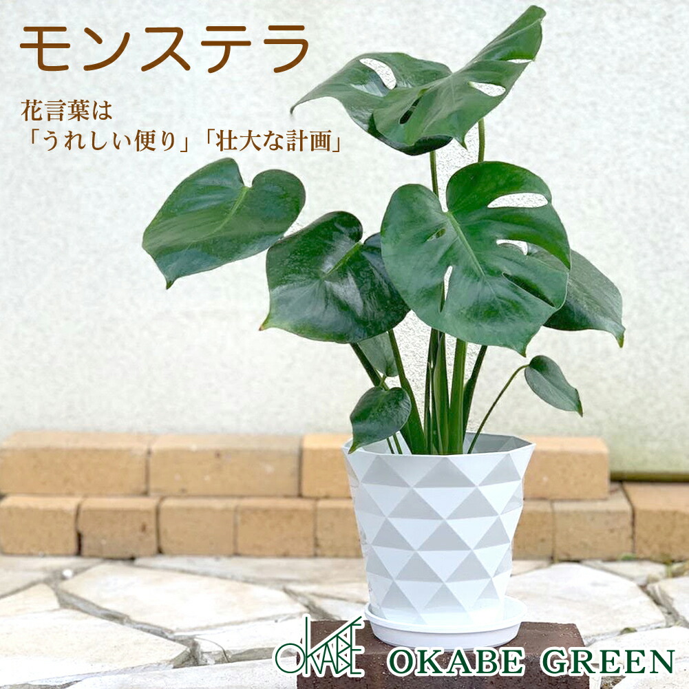 楽天市場】母の日 鉢植え ギフト プレゼント 観葉植物 大型