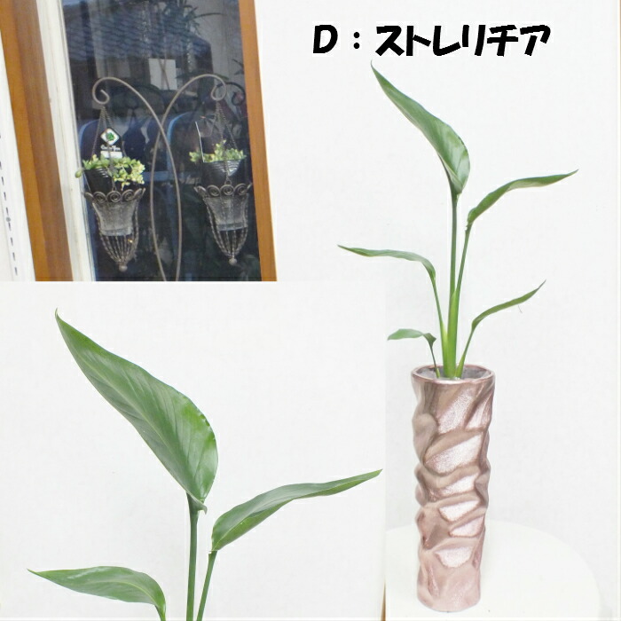 パキラ シュガーバイン モンステラ ストレリチア シャンパンピンクの綺麗な陶器 観葉植物 母の日 父の日 ギフト おしゃれ 鉢植え お祝い 誕生日 開店祝い 引越祝いインテリア 送料無料 自社配合土で植え替え Korkmazmauritius Com