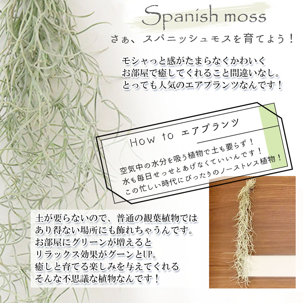 スパニッシュモス 細木ノ葉 L 着生植物随行 ウスネオイデス 膨大大きさ エアプランツ ティランジア エアープランツ 飾 吊り下げ 人受け 観葉植物 実母のディ 御父っつぁんの日 お土産 ハイカラ 具足 出陳 送料無料 Foxunivers Com